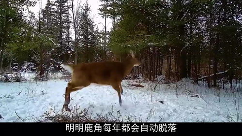 鹿角自然脱落与生割鹿茸 残忍之下的“为鹿好”真相